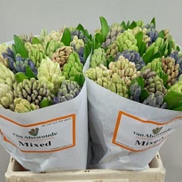 Гиацинт Mix 5 Colours 5 шт