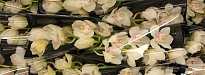 Орхидея Cymbidium Kilimanjaro дл.50 *12 1шт