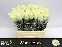 Роза Alpe D'huez дл.40 10шт