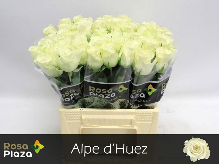 Роза Alpe D'huez дл.40 10шт