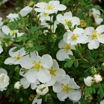 Лапчатка (Potentilla) куст. Абботсвуд d17 h15-25 (СГ) 1шт