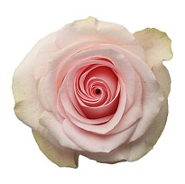 Роза Tessa Nena дл.50 25шт