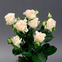 Роза Софи кустовая (МЦ) дл.50 10шт/уп