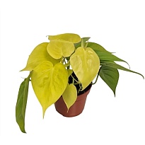 Филодендрон Неон d11 h25 10шт