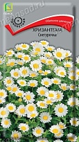 Хризантема Снегурочка 30шт /Поиск