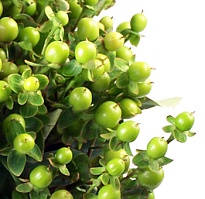 Гиперикум Green Tea 25 шт