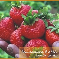 Земляника Вима Рина ремонт.(ОКС) 5шт/кор