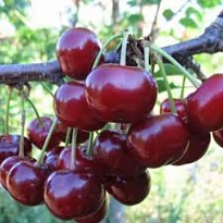 Вишня Спартанка (дюк) (ЗКС) 1шт