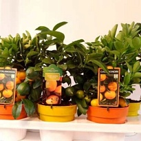 Цитрус микс d15 h45 6шт