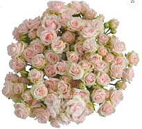 Роза куст. Tessa Wedding Sensation дл.60 10шт