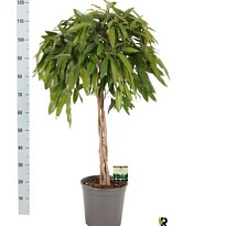 Фикус Амстел Кинг Твист стем d27 h120 1шт