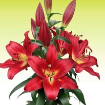 Лилия or. Touchstone 4+ 10шт