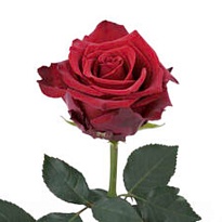 Роза Rancho San Jorge Explorer дл.50 25шт