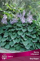 Хоста гибридная Блу Кадет 1шт