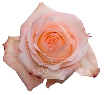 Роза Honey Engagement дл.50 25шт
