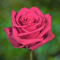 Роза Ireneflowers Hot Explorer дл.70 25шт