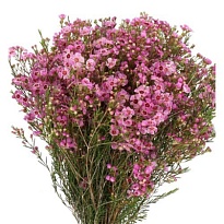 Хамелациум (Waxfl) Nieks Pride 5шт