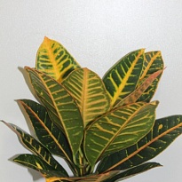 Кодиеум Петра d13 h40 8шт