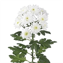 Хризантема кустовая Pina Colada (65 gr) 5шт