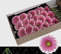 Гербера Finley 25шт