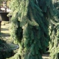 Ель (Picea) сербская Оморика Пендула 20л h80-100 1шт