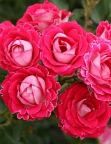 Роза Шоне Кобленцерин флорибунда/Цв.Кор
