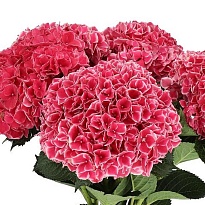 Гидрангея Mag Ruby Glow  дл.75 d20-22 1шт