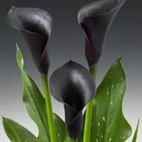 Калла Cantor 10шт