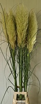 Кортадерия Evita дл.170  5шт (A)
