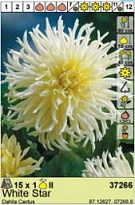 Георгина Вайт Стар кактус. 1шт*