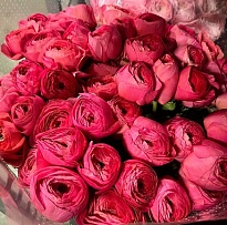 Лютик Cloony Fragolino 10шт