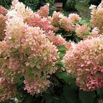 Гортензия (Hydrangea) метельчатая Граффити d9 h15-25 18шт