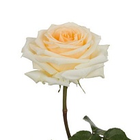 Роза Blooming Acres Creme De La Creme дл.60 25шт