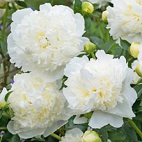 Пион White Duchessa (Ит) 5шт