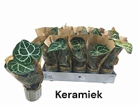 Антуриум Кларинервиум (керамика) d9 h35 15шт