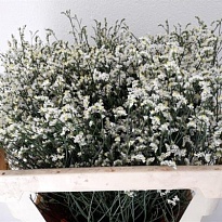 Лимониум Clear Diamond 5шт