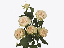 Роза кустовая Summerrose дл.50 5шт