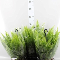 Нефролепис Грин Момент ханг d19 h50 6шт