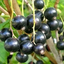 Смородина Пигмей (ОКС) 1шт