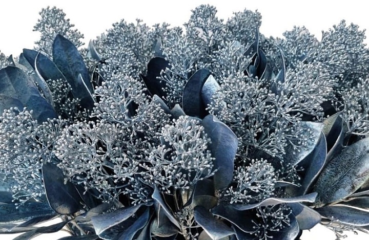 Скимия Per Bunch Paint Ice Blue 1пучок