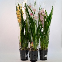 Орхидея Цимбидиум 2 ст d14 h80 8шт