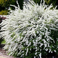 Спирея (Spiraea) серая Грефшейм d9 h20 1шт