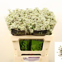 Астранция Billion Stars 25 шт