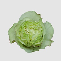 Роза Rosesuccess Cia Ltda Moonstone дл.50 25шт