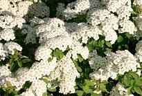 Спирея Халвард Сильвер (СГ) d17 1шт