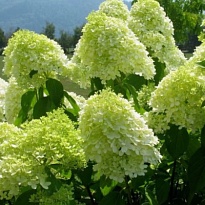 Гортензия (Hydrangea) метельчатая Лаймлайт d14 h30-40 8шт