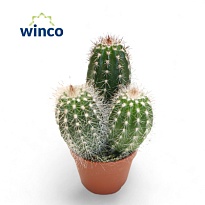 Кактус Триксантоцереус Блоссфельдиа d5 h15 20шт