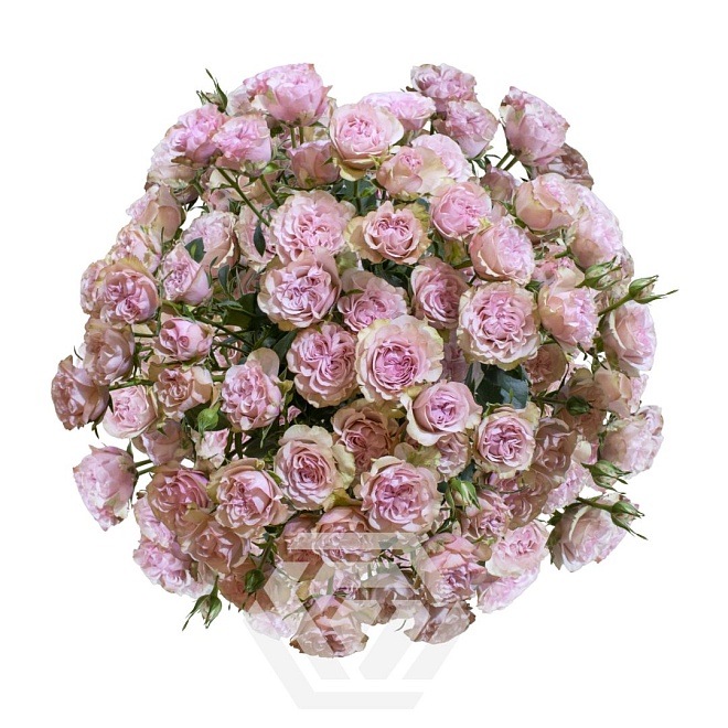 Роза куст. Tessa Baby Flow дл.50 10шт