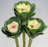 Брассика белая (К) дл.70 1шт