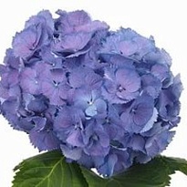 Гортензия Elbtal Blauw дл.60 d20-21 1шт